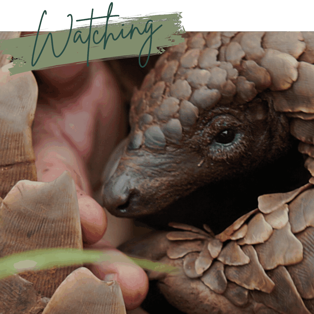 close up shot of a Pangolin smelling a human hand
